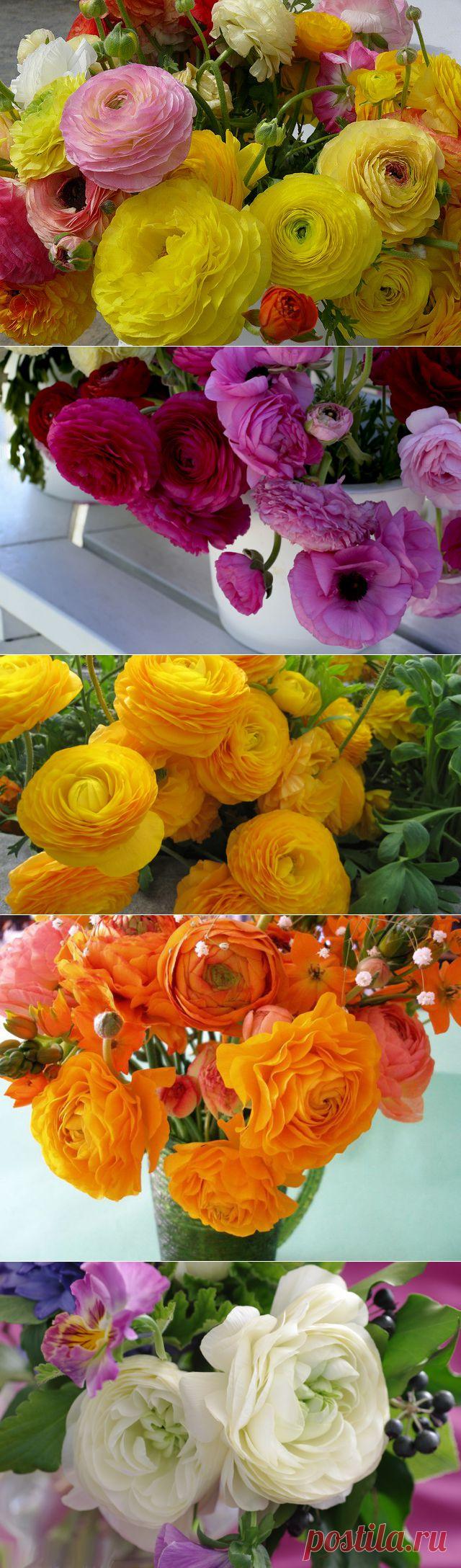 РАНУНКУЛЮС - лютик азиатский