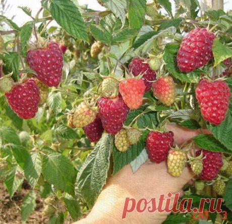 ЧТОБЫ МАЛИНА БЫЛА КРУПНЕЕ