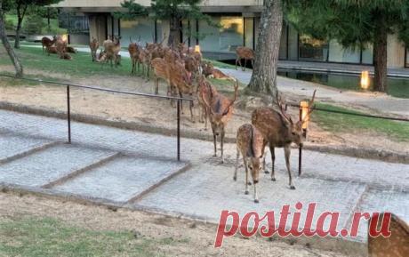 Рогатый феномен: сотни оленей в парке Нара ежедневно собираются в одно и то же время