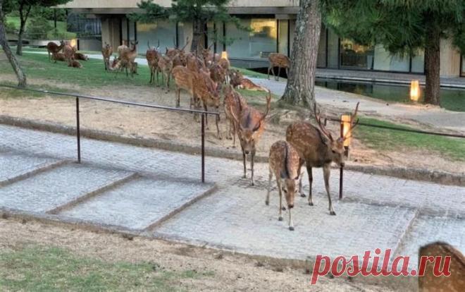 Рогатый феномен: сотни оленей в парке Нара ежедневно собираются в одно и то же время