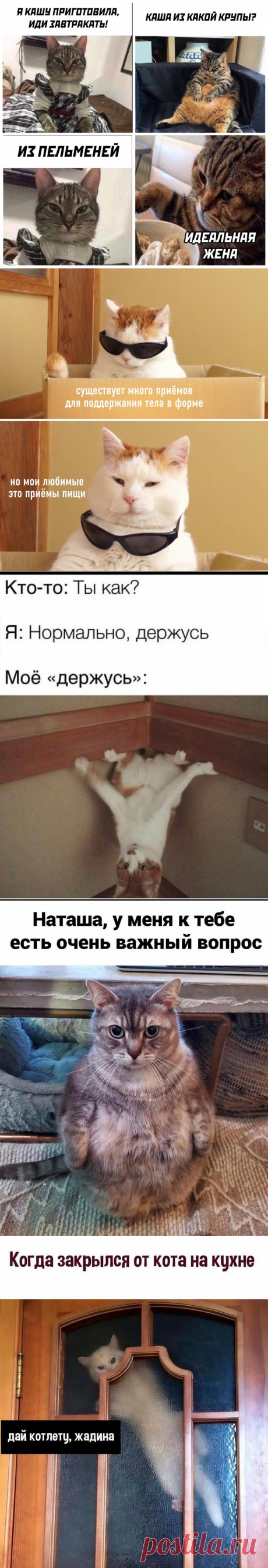 Подборка Смешных Картинок С Котиками - 42 серия! | Bismarck Cats | Яндекс Дзен
