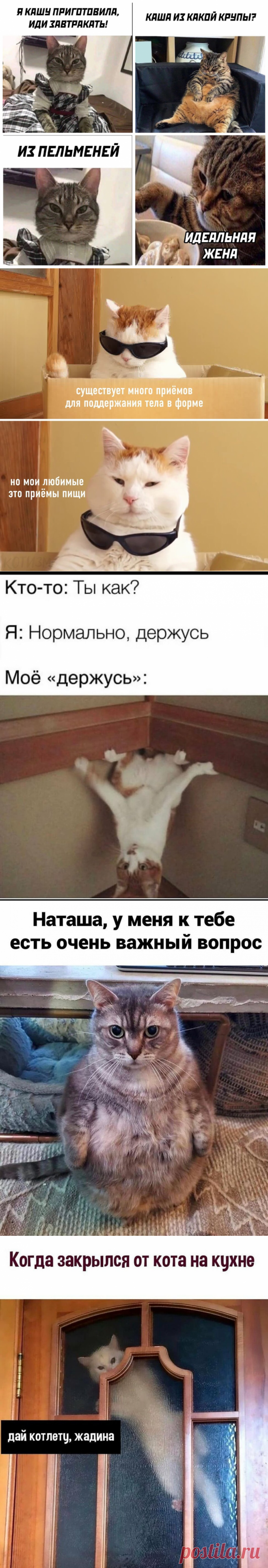 Подборка Смешных Картинок С Котиками - 42 серия! | Bismarck Cats | Яндекс Дзен