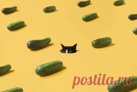 Почему коты панически боятся огурцов?