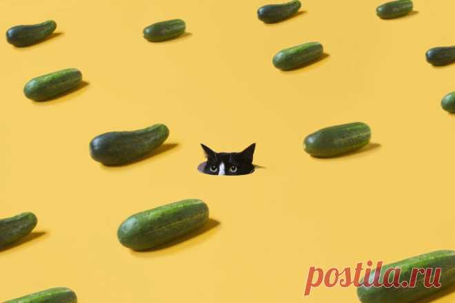 Почему коты панически боятся огурцов?