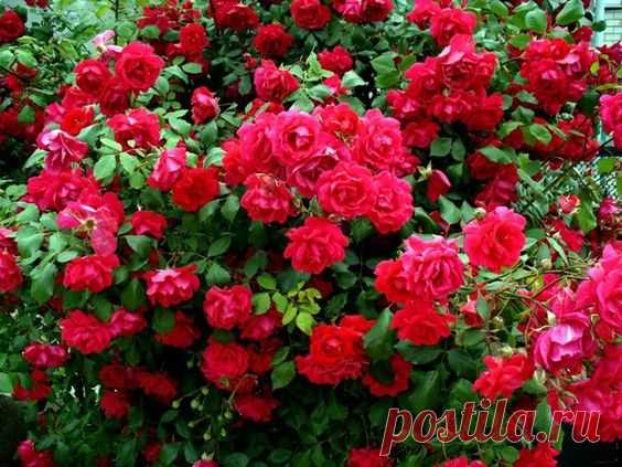 (40) Pinterest