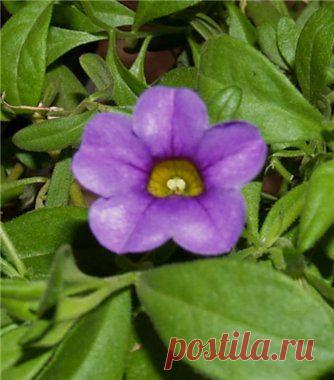 Калибрахоа