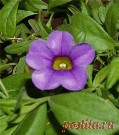 Калибрахоа