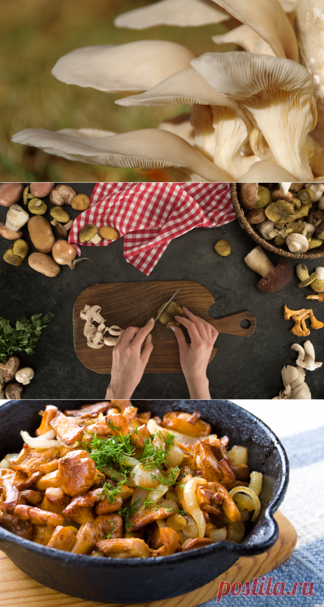 Как готовить вешенки? | Еда и кулинария
