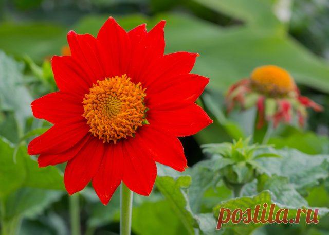 Титония — огненно-яркий однолетник для красочного цветника — Ботаничка