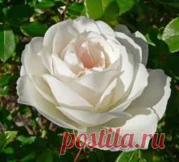 Подкормки для роз - рецепты - Садоводка