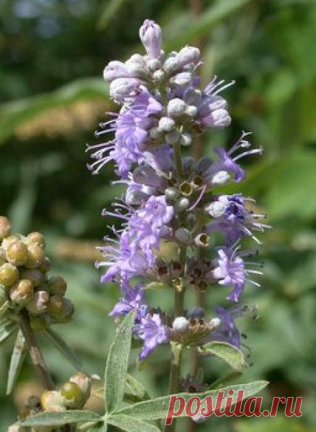 ВИТЕКС священный
многолетний кустарник. Плоды употребляют при хронических заболеваниях печени и селезенки, при гинекологических заболеваниях. Противоопухолевым свойством обладает масло из плодов витекса. Настойка из плодов витекса успокаивает нервную систему, применяется при шизофрении и других нервных заболеваниях, при головной боли, шуме в голове, при болях в сердце. Эта настойка является аналогом женских гормонов, необходима при лечении эндокринной системы, гормонального дисбаланса