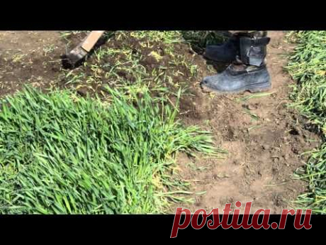 рожь как сидерат - YouTube