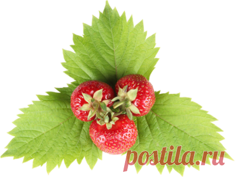 красочный клипарт «фрукты» png