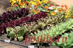 Применение нашатырного спирта дома и на даче - Садоводка