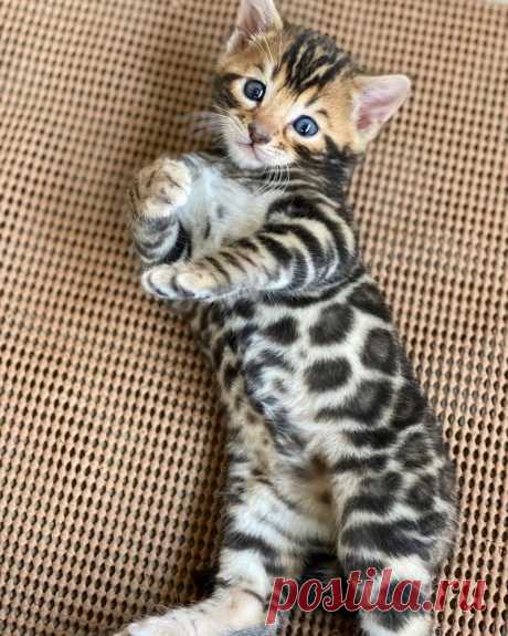 Котята самые милые — Артофит