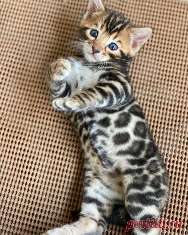 Котята самые милые — Артофит