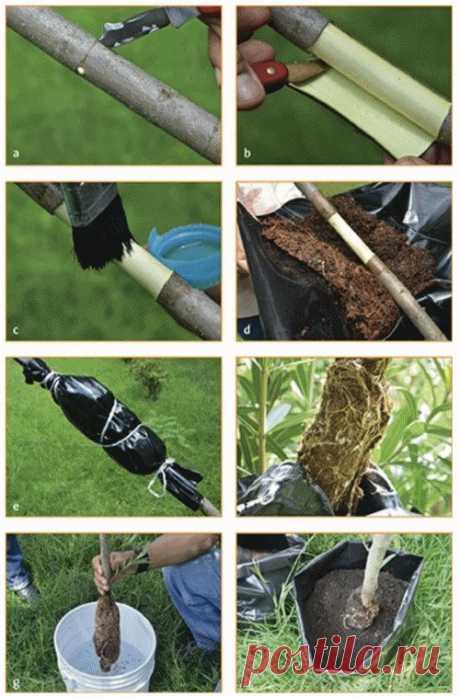 Cómo enraizar una rama de limonero para crear un nuevo árbol