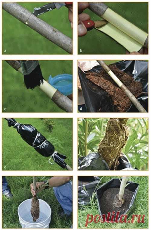 Cómo enraizar una rama de limonero para crear un nuevo árbol