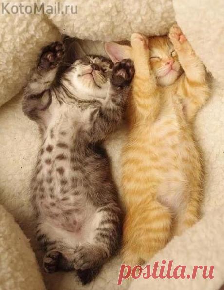 Двойняшки | KotoMail.ru