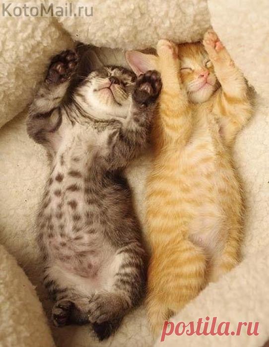 Двойняшки | KotoMail.ru