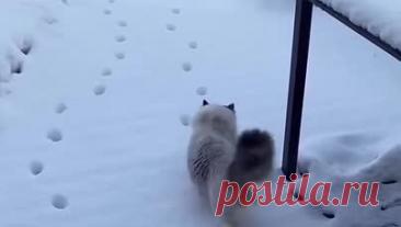 Краснодарские Известия | Коты-перфекционисты🎲 | Дзен