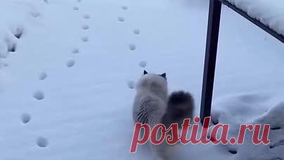 Краснодарские Известия | Коты-перфекционисты🎲 | Дзен