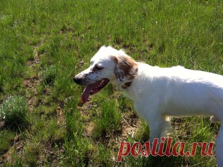 Английский сеттер - Говард