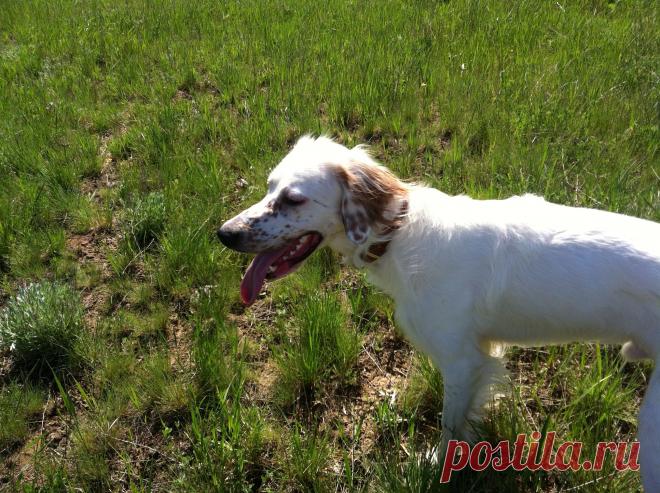 Английский сеттер - Говард