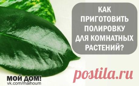 Полируем домашние растения.
