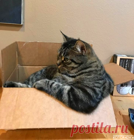 "Первый закон котодинамики: коробка должна быть заполнена котом без остатка!" Смешные котики | Которадуга | Яндекс Дзен