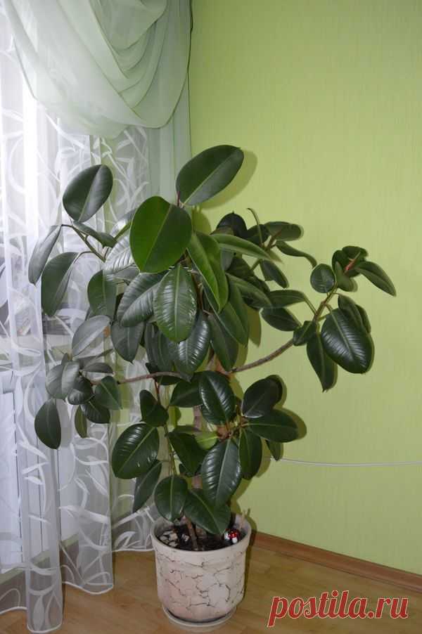 Фикус, который приносит счастье!!!
