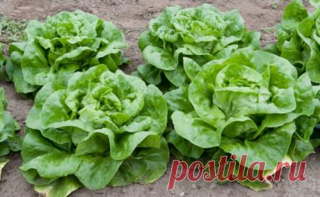 Салат кочанный