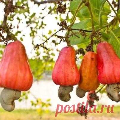 Любопытные и неизвестные факты о продуктах, которые мы едим каждый день Любопытные и неизвестные факты о продуктах, которые мы едим каждый день
Казалось бы, ну что мы можем не знать про продукты, которые едим чуть ли не каждый день? А вот можем, оказывается. Так что берит...