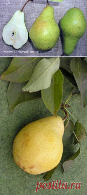 Повышение зимостойкости деревьев груши