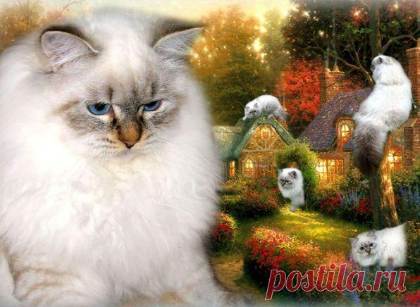 Кошки - хранительницы сказочных снов — Самарские судьбы