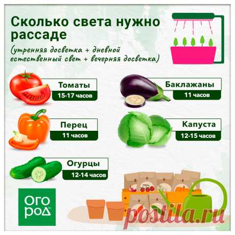 Сколько света нужно рассаде
