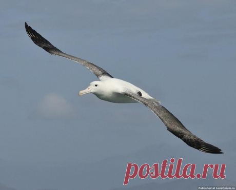 Птичьи рекорды: самые-самые птицы: Альбатрос