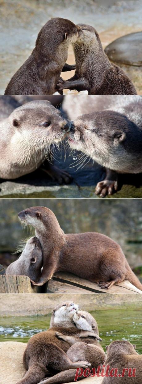 Выдры — вот у кого нужно учиться нежности
