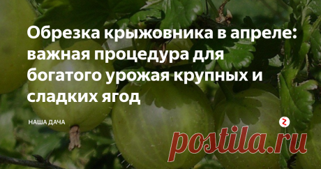 Обрезка крыжовника в апреле: важная процедура для богатого урожая крупных и сладких ягод Если регулярно проводить обрезку плодовых кустов, то ваш крыжовник, во-первых, не будет нуждаться в омолаживании, а это значит, что ежегодно он будет охотно плодоносить, а во-вторых ягоды при этом не измельчают и сам куст будет себя чувствовать очень комфортно. Это, в свою очередь, не может не сказаться на количестве и качестве получаемого урожая: ягоды будут крупными и сладкими, с тонкой кожицей.