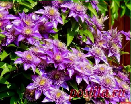 Клематисы - все секреты выращивания и ухода » Женский Мир