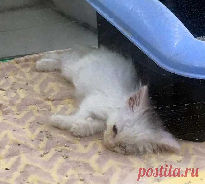 Котёнок из зоомагазина