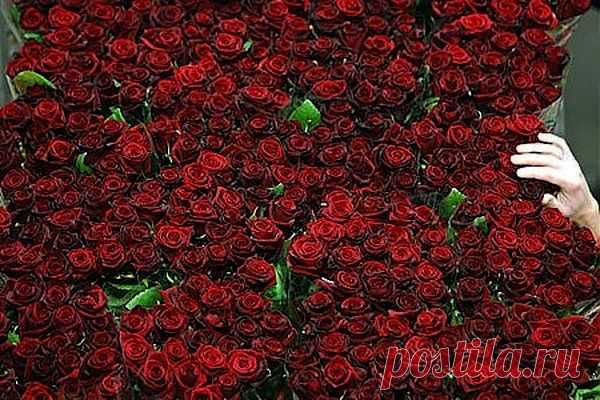 x_f1f44d90.jpg (Изображение JPEG, 600 × 400 пикселов)