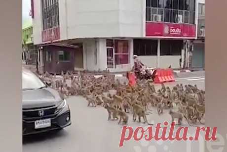 Битва обезумевших голодных обезьян на улицах города попала на видео. В Лопбури, Таиланд, две банды обезумевших голодных обезьян схлестнулись в битве за территорию и попали на видео. До пандемии коронавируса город регулярно посещали туристы, которые кормили макак-крабоедов различными лакомствами. Теперь обезьяны стали более агрессивными — они борются с людьми за еду, чтобы выжить.