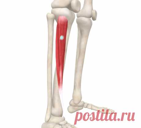 Передняя большеберцовая мышца. Самомассаж