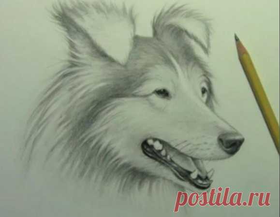 Рисуем собаку