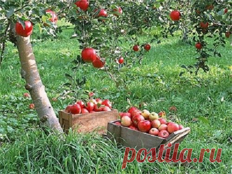 Прореживание завязи яблони и груши - Садовник PRO