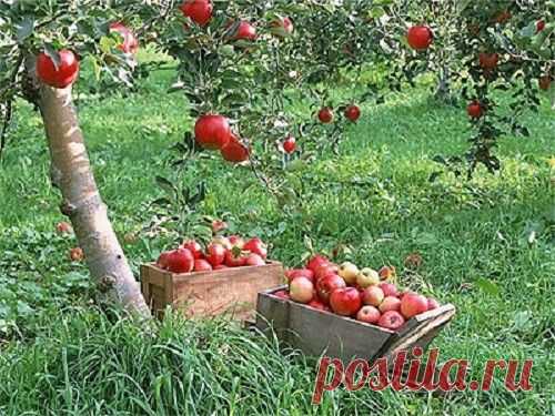 Прореживание завязи яблони и груши - Садовник PRO