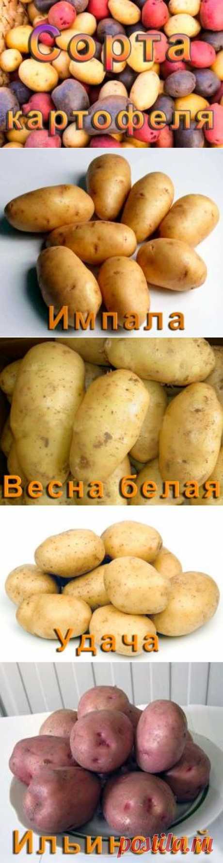 Сорта картофеля - описание и фото — АгроФлора.ru