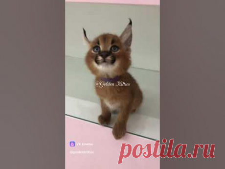 Bird 😄#каракал #caracal #cats #kitten #cat