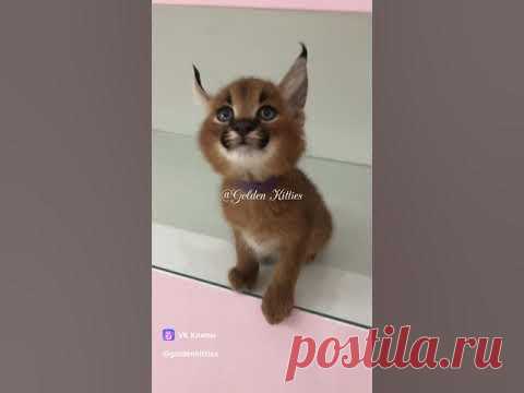 Bird 😄#каракал #caracal #cats #kitten #cat